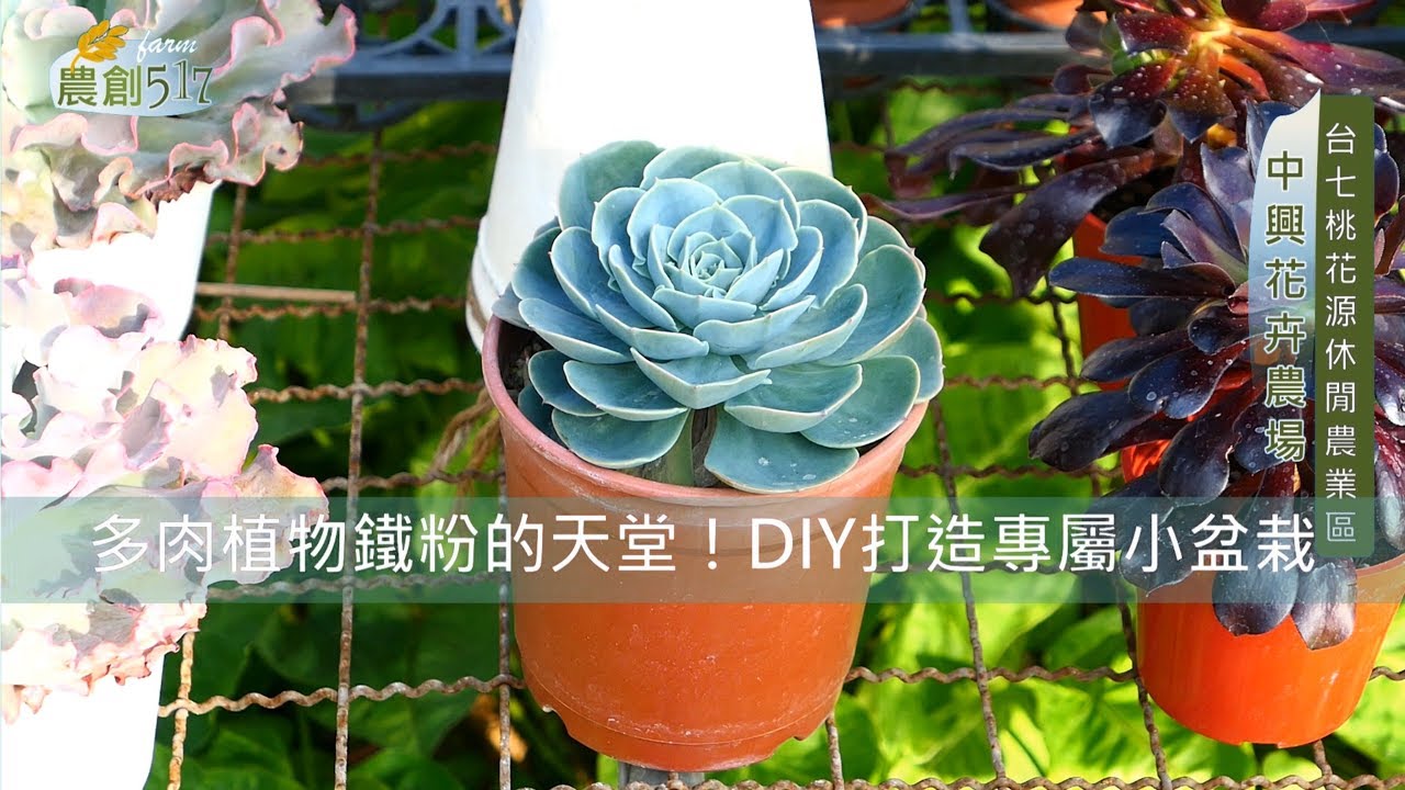 復興台七桃花源 中興花卉 多肉植物鐵粉的天堂 Diy打造專屬小盆栽 農創517